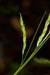 White edge sedge